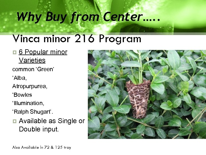 Why Buy from Center…. . Vinca minor 216 Program 6 Popular minor Varieties common