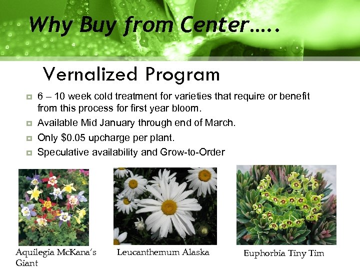 Why Buy from Center…. . Vernalized Program 6 – 10 week cold treatment for