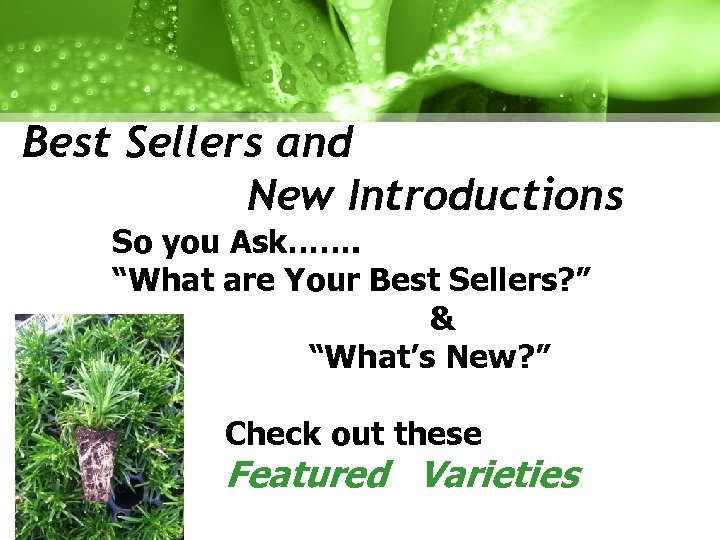 Best Sellers and New Introductions So you Ask……. “What are Your Best Sellers? ”