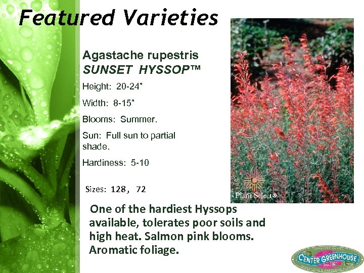 Featured Varieties Agastache rupestris SUNSET HYSSOP™ Height: 20 24” Width: 8 15” Blooms: Summer.