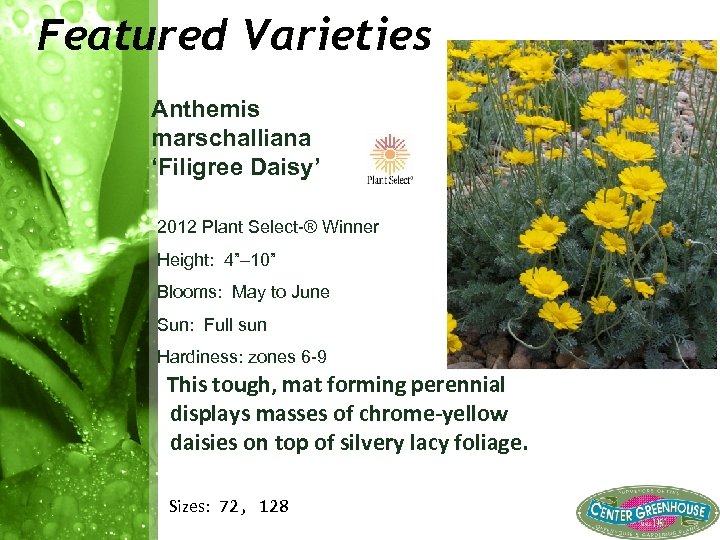 Featured Varieties Anthemis marschalliana ‘Filigree Daisy’ 2012 Plant Select ® Winner Height: 4”– 10”