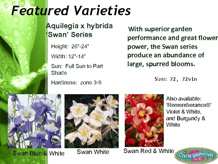 Featured Varieties Aquilegia x hybrida ‘Swan’ Series Height: 20” 24” Width: 12” 14” Sun: