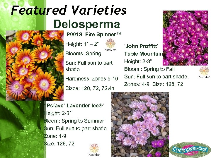 Featured Varieties Delosperma ‘P 001 S’ Fire Spinner™ Height: 1” – 2” Blooms: Spring