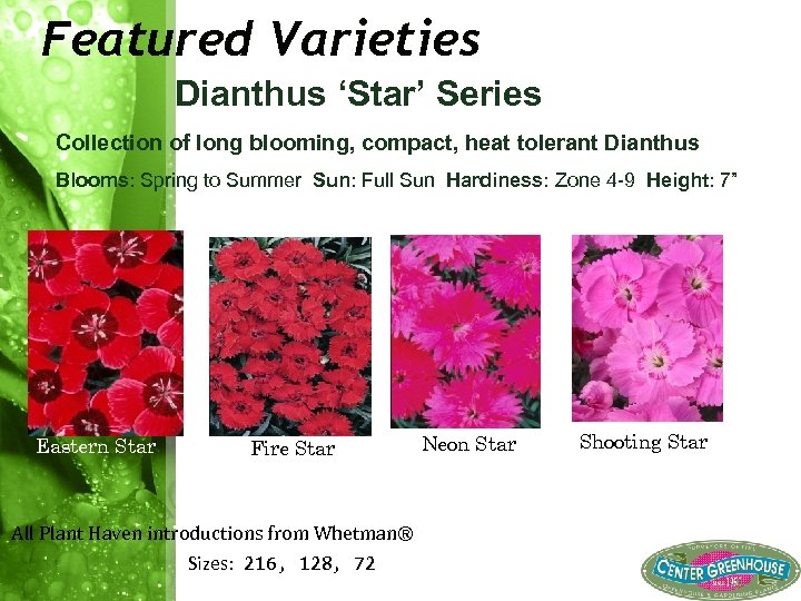 Featured Varieties Dianthus ‘Star’ Series Collection of long blooming, compact, heat tolerant Dianthus Blooms: