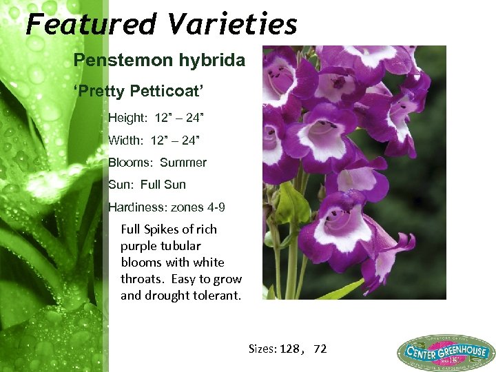 Featured Varieties Penstemon hybrida ‘Pretty Petticoat’ Height: 12” – 24” Width: 12” – 24”