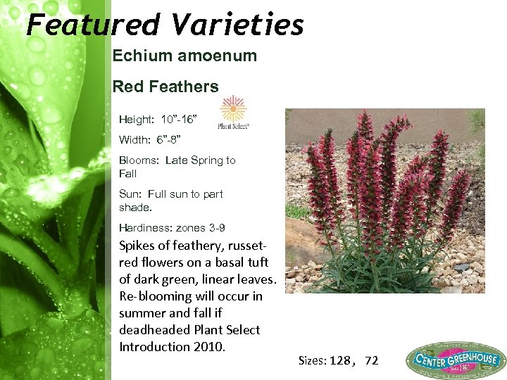 Featured Varieties Echium amoenum Red Feathers Height: 10” 16” Width: 6” 8” Blooms: Late