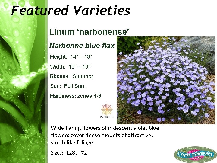 Featured Varieties Linum ‘narbonense’ Narbonne blue flax Height: 14” – 18” Width: 15” –