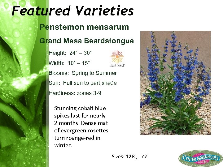 Featured Varieties Penstemon mensarum Grand Mesa Beardstongue Height: 24” – 30” Width: 10” –