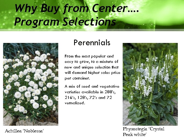 Why Buy from Center…. Program Selections Perennials From the most popular and easy to