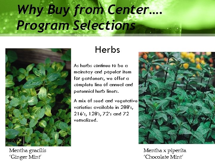 Why Buy from Center…. Program Selections Herbs As herbs continue to be a mainstay