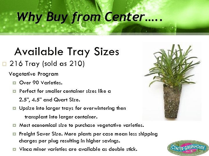 Why Buy from Center…. . Available Tray Sizes 216 Tray (sold as 210) Vegetative