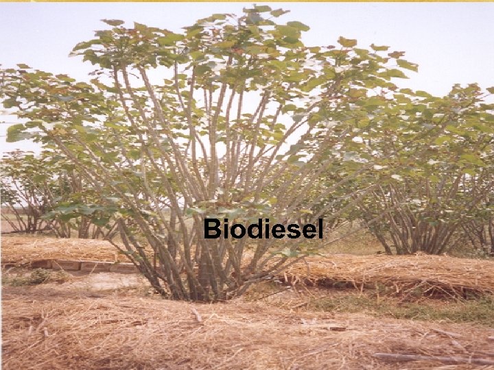 Biodiesel 