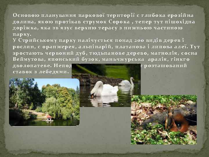 Основою планування паркової території є глибока ерозійна долина, якою протікав струмок Сорока , тепер