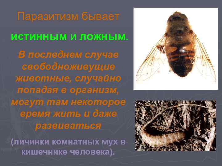 Паразитизм бывает истинным и ложным. В последнем случае свободноживущие животные, случайно попадая в организм,