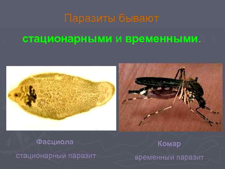 Паразиты бывают стационарными и временными. Фасциола Комар стационарный паразит временный паразит 