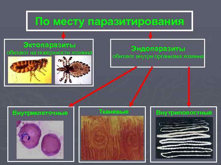 По месту паразитирования Эктопаразиты обитают на поверхности хозяина Внутриклеточные Эндопаразиты обитают внутри организма хозяина