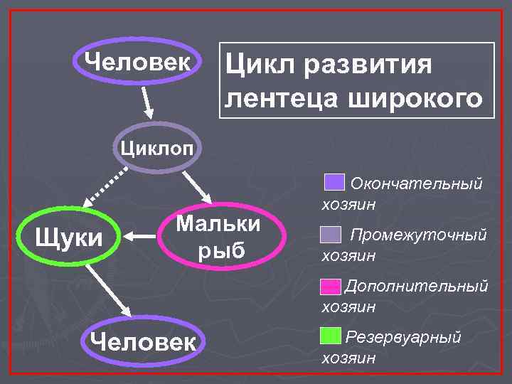 Человек Цикл развития лентеца широкого Циклоп Щуки Мальки рыб Окончательный хозяин Промежуточный хозяин Дополнительный