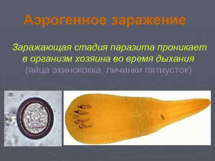 Аэрогенное заражение Заражающая стадия паразита проникает в организм хозяина во время дыхания (яйца эхинококка,
