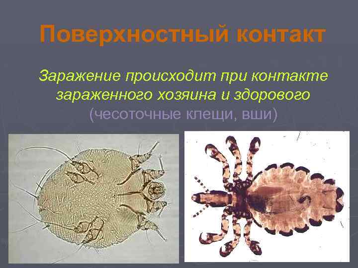 Поверхностный контакт Заражение происходит при контакте зараженного хозяина и здорового (чесоточные клещи, вши) 
