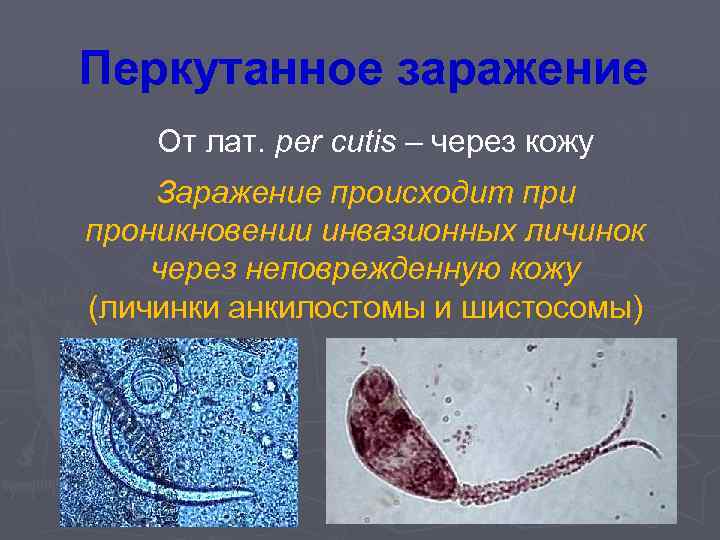 Перкутанное заражение От лат. per cutis – через кожу Заражение происходит при проникновении инвазионных
