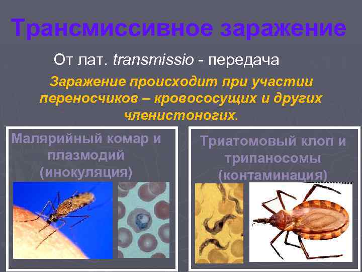 Трансмиссивное заражение От лат. transmissio - передача Заражение происходит при участии переносчиков – кровососущих