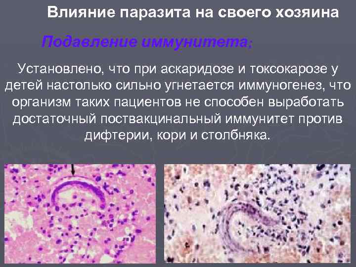 Влияние паразита на своего хозяина Подавление иммунитета; Установлено, что при аскаридозе и токсокарозе у