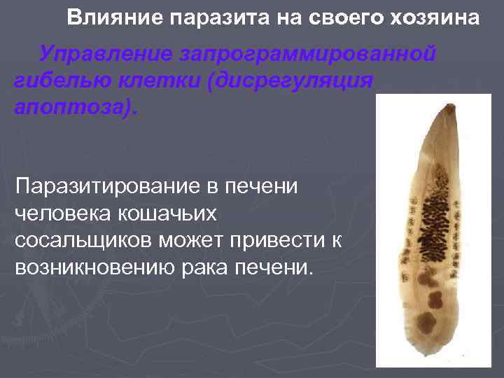 Влияние паразита на своего хозяина Управление запрограммированной гибелью клетки (дисрегуляция апоптоза). Паразитирование в печени