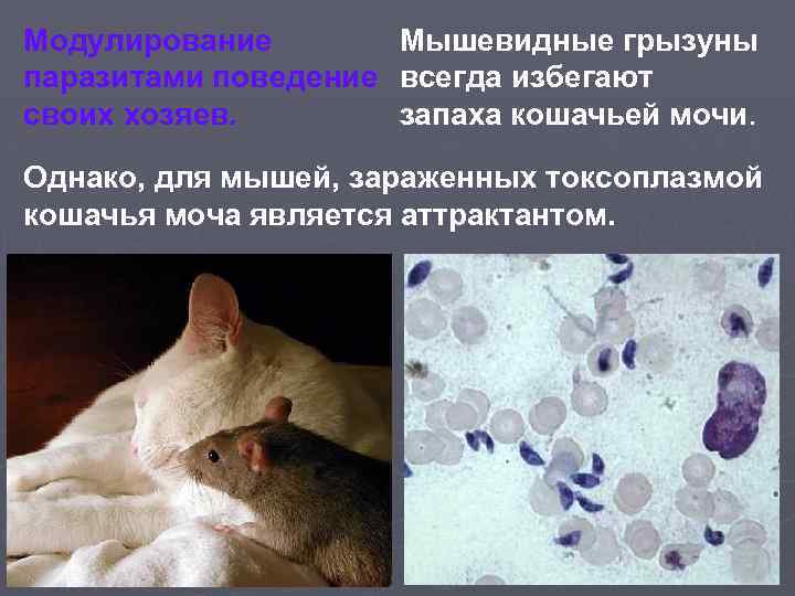Мышевидные грызуны Модулирование паразитами поведение всегда избегают запаха кошачьей мочи. своих хозяев. Однако, для