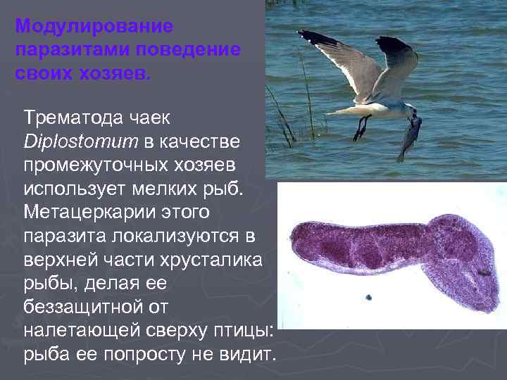 Модулирование паразитами поведение своих хозяев. Трематода чаек Diplostomum в качестве промежуточных хозяев использует мелких