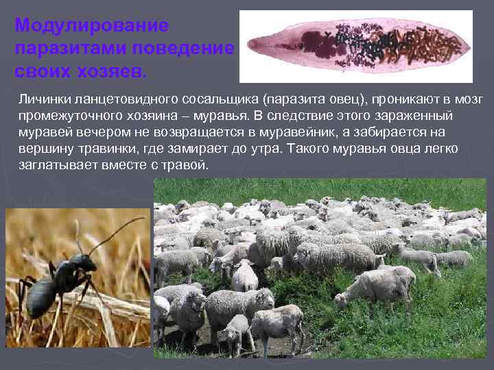 Модулирование паразитами поведение своих хозяев. Личинки ланцетовидного сосальщика (паразита овец), проникают в мозг промежуточного