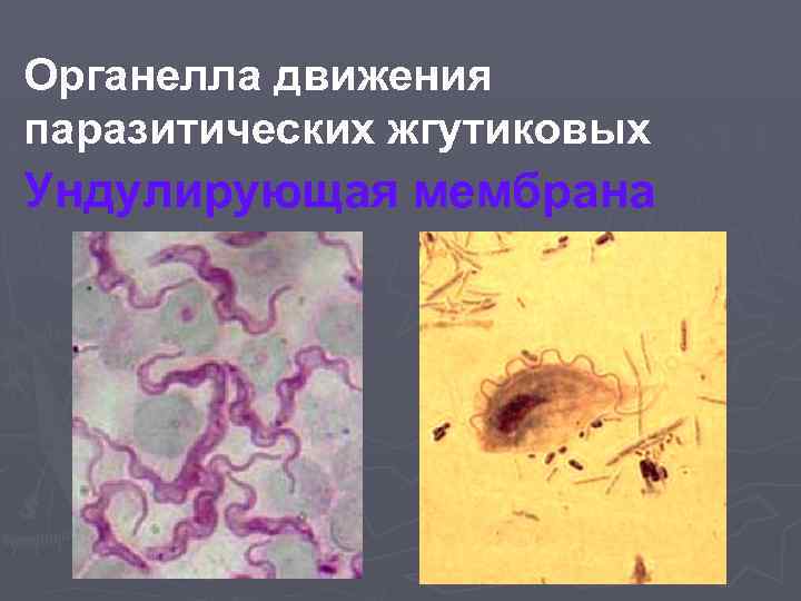 Органелла движения паразитических жгутиковых Ундулирующая мембрана 