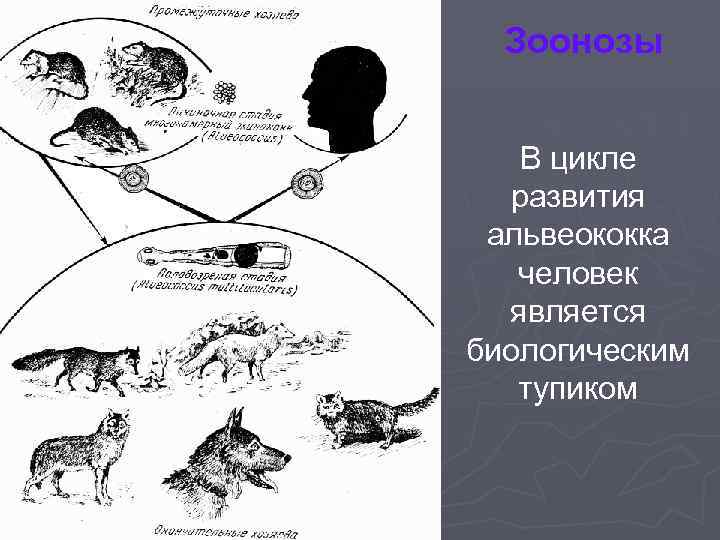 Зоонозы В цикле развития альвеококка человек является биологическим тупиком 