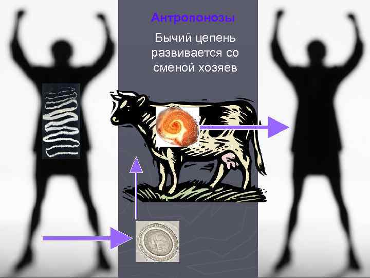 Антропонозы Бычий цепень развивается со сменой хозяев 