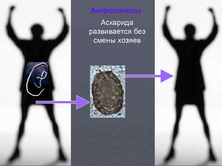 Антропонозы Аскарида развивается без смены хозяев 
