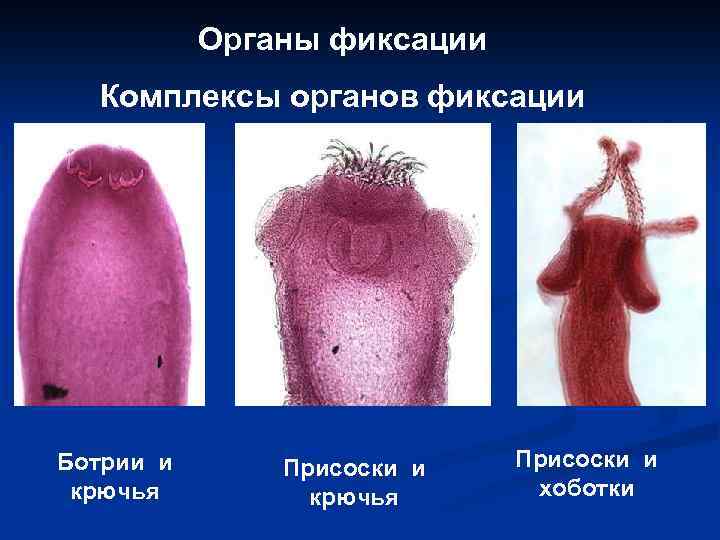 Органы фиксации Комплексы органов фиксации Ботрии и крючья Присоски и хоботки 