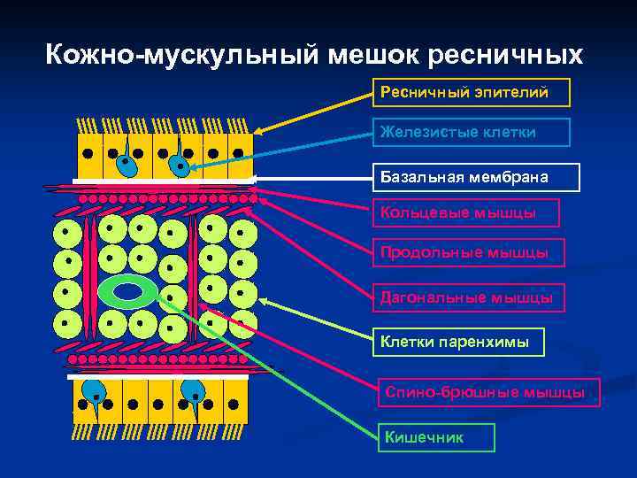 Кожно-мускульный мешок ресничных Ресничный эпителий Железистые клетки Базальная мембрана Кольцевые мышцы Продольные мышцы Дагональные