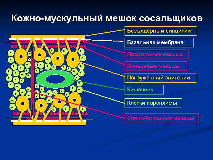 Кожно-мускульный мешок сосальщиков Безъядерный синцитий Базальная мембрана Продольные мышцы Кольцевые мышцы Погруженный эпителий Кишечник