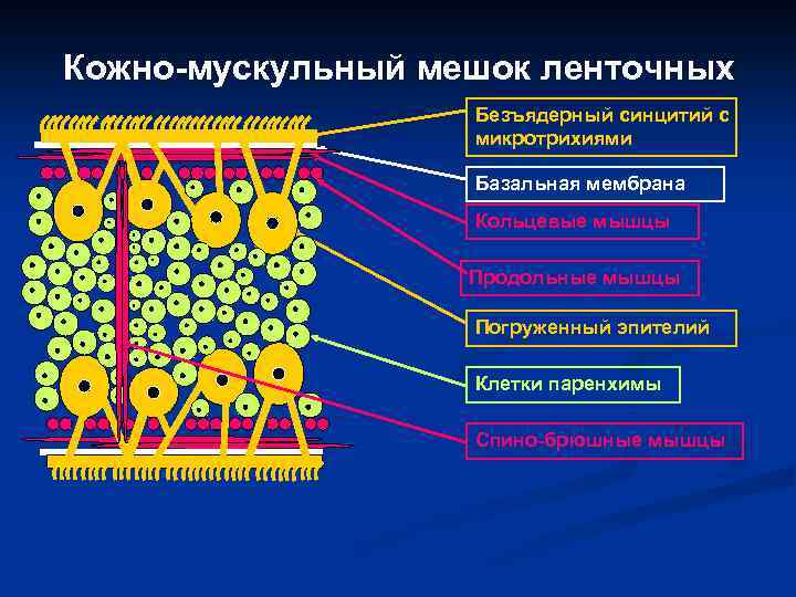 Кожно-мускульный мешок ленточных Безъядерный синцитий с микротрихиями Базальная мембрана Кольцевые мышцы Продольные мышцы Погруженный