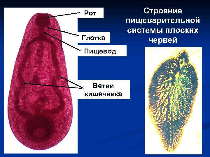 Рот Глотка Пищевод Ветви кишечника Строение пищеварительной системы плоских червей 