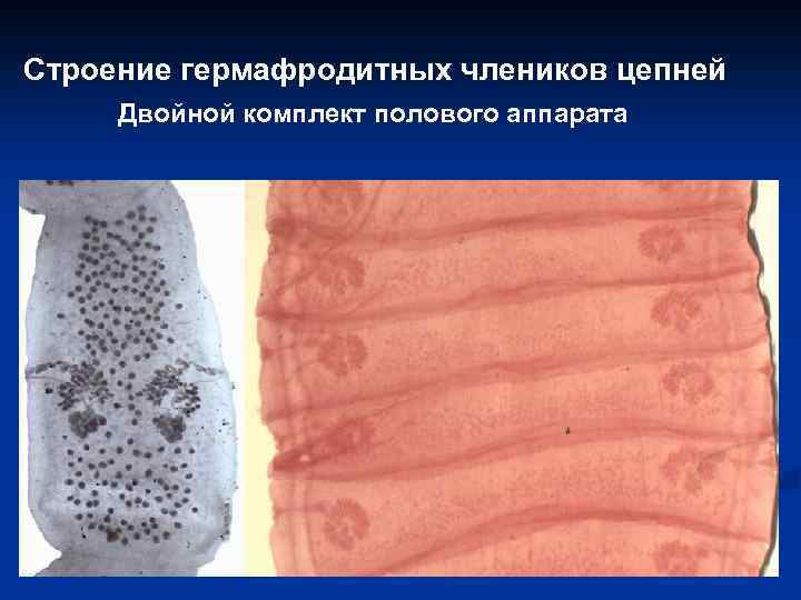 . Строение гермафродитных члеников цепней Двойной комплект полового аппарата найти 