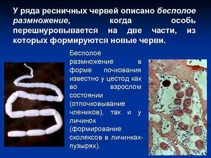 У ряда ресничных червей описано бесполое размножение, когда особь перешнуровывается на две части, из