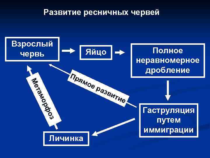 Развитие ресничных червей Взрослый червь Полное неравномерное дробление Яйцо Пр фо ор там Ме