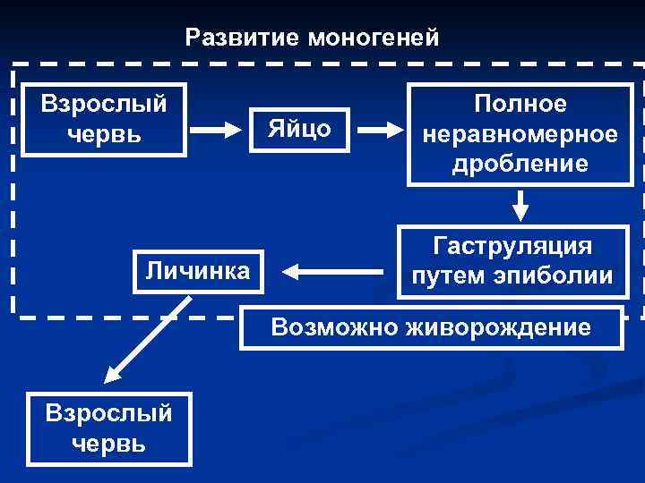 Развитие моногеней Взрослый червь Личинка Яйцо Полное неравномерное дробление Гаструляция путем эпиболии Возможно живорождение