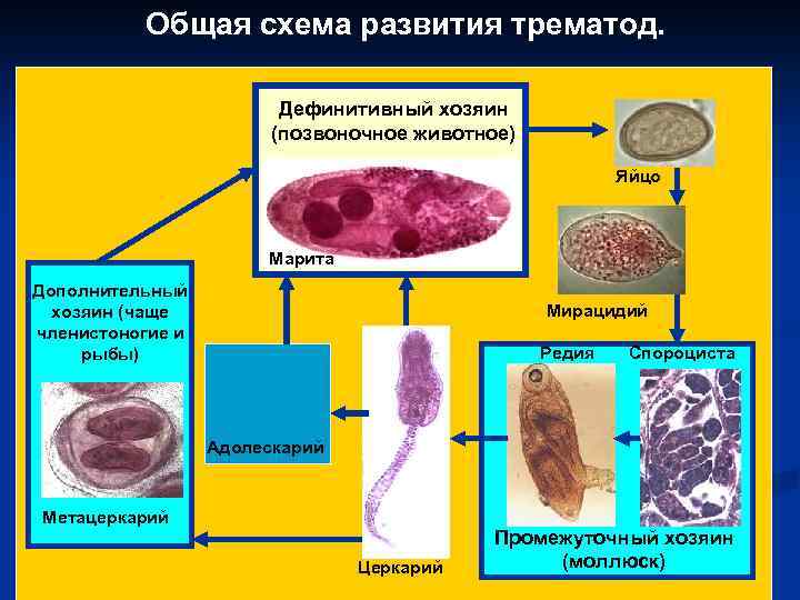 Общая схема развития трематод. Дефинитивный хозяин (позвоночное животное) Яйцо Марита Дополнительный хозяин (чаще членистоногие