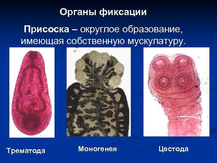 Органы фиксации Присоска – округлое образование, имеющая собственную мускулатуру. Трематода Моногенея Цестода 