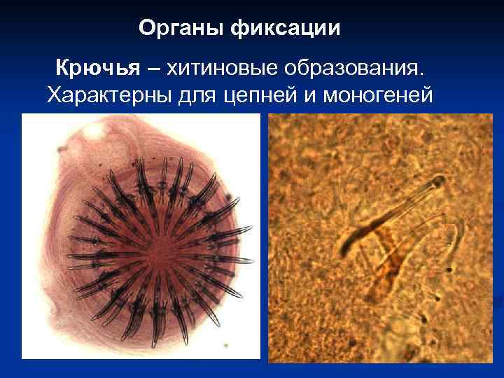 Органы фиксации Крючья – хитиновые образования. Характерны для цепней и моногеней 