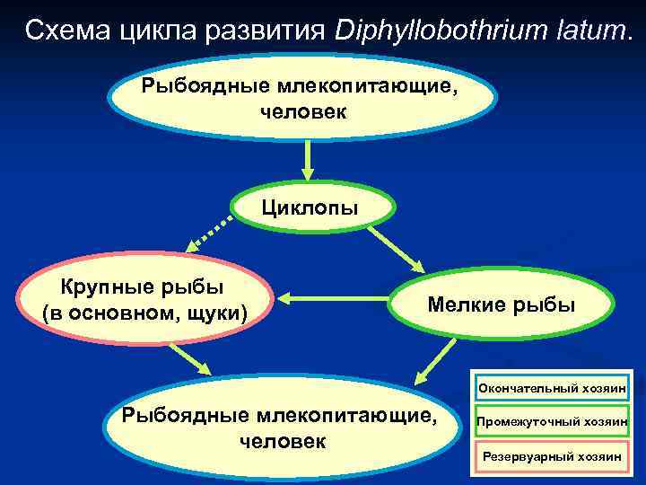 Схема цикла развития Diphyllobothrium latum Рыбоядные млекопитающие, человек Циклопы Крупные рыбы (в основном, щуки)