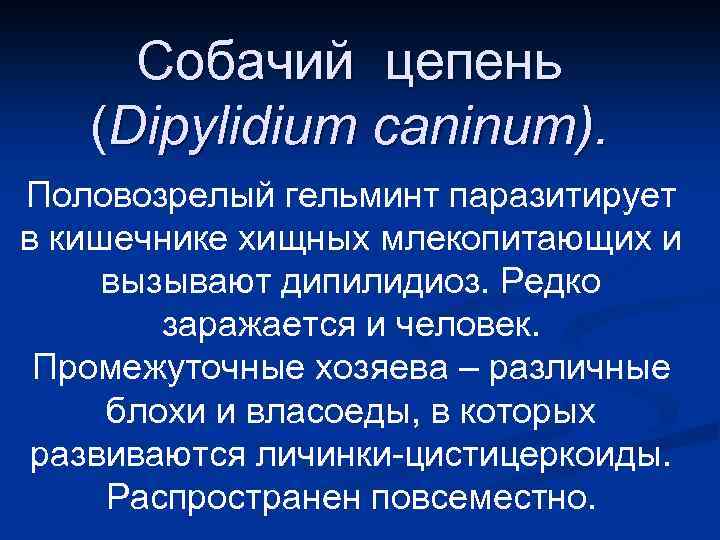 Собачий цепень (Dipylidium caninum). Половозрелый гельминт паразитирует в кишечнике хищных млекопитающих и вызывают дипилидиоз.