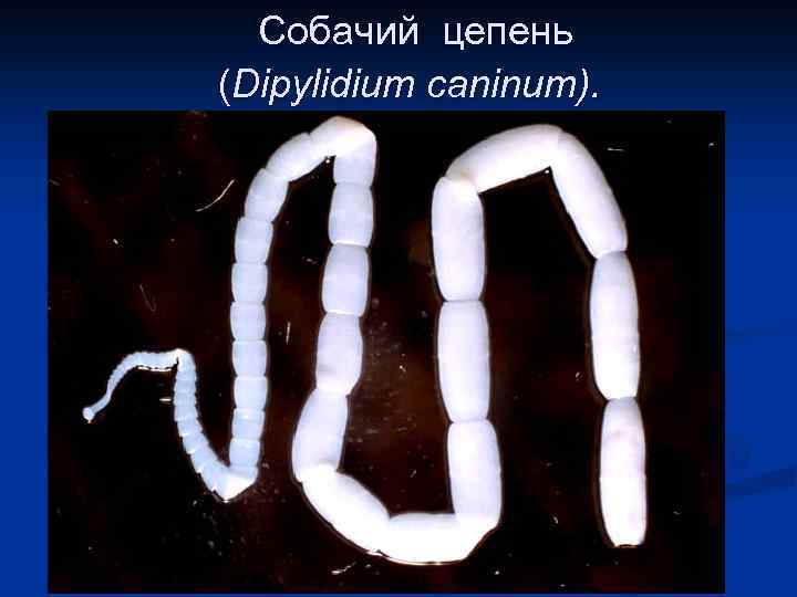 Собачий цепень (Dipylidium caninum). 