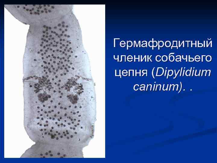 Гермафродитный членик собачьего цепня (Dipylidium caninum). . 